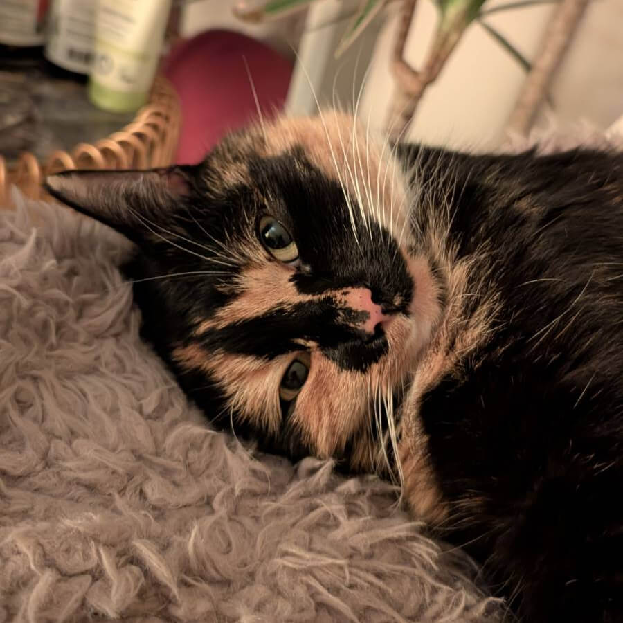 Picture of my adorable three-colored cat Izzy